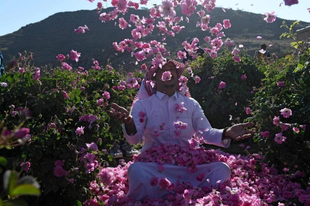 Taif
